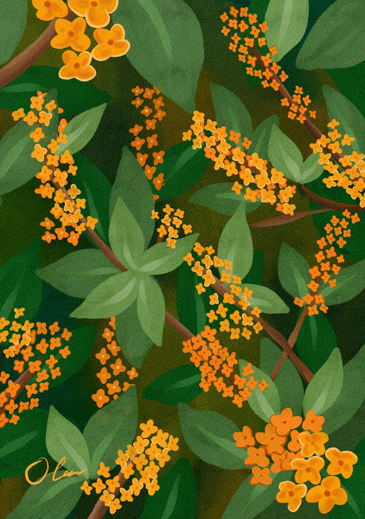 Kinmokusei flowers Art Print